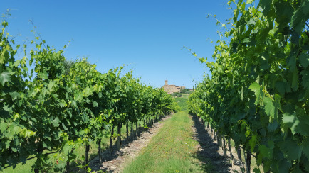 “Rudy Buratti” Graduation Award in viticulture and enology