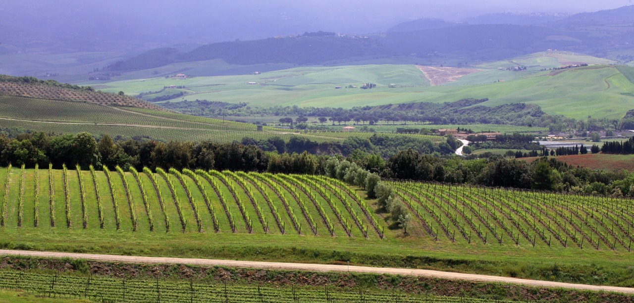 Research on Neuromarketing and Storytelling of Sangiovese