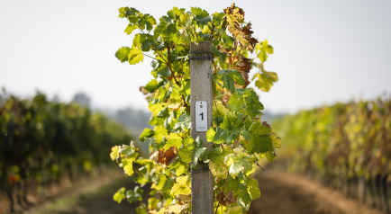 V Edizione Premio di Laurea in viticoltura ed enologia 